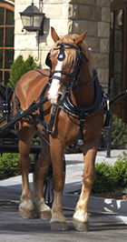 chester_thehorse Visit Chester for a Horseback Riding Vacation