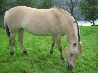 FelineLakelowrez Feline, a Norwegian Fjord horse from Ovre-Eide Farm in Bergen, Norway, grazes after a horseback ride in Bergen, Norway.