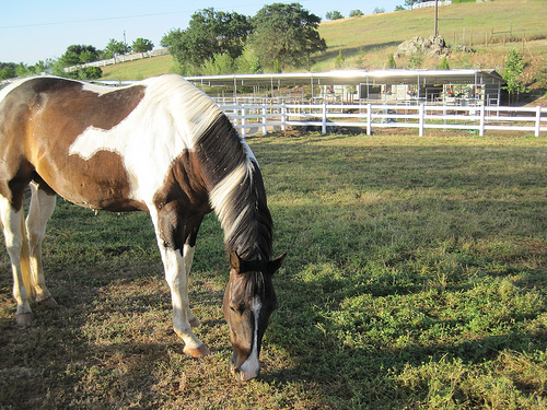 Enchanted April Horseback Riding Vacation in California Gold Country Enchanted April Mare in Pasture Enchanted April Horseback Riding Vacation in California Gold Country