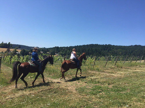 horseback riding near forest grove, nancy d brown, horse riding at plum hill vineyards, bella rue's stables, oregon