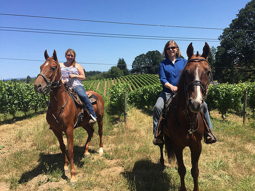 equine wine tour, plum hill vineyards, horseback riding near portland, horseback riding tualatin valley, horse riding willamette valley, oregon